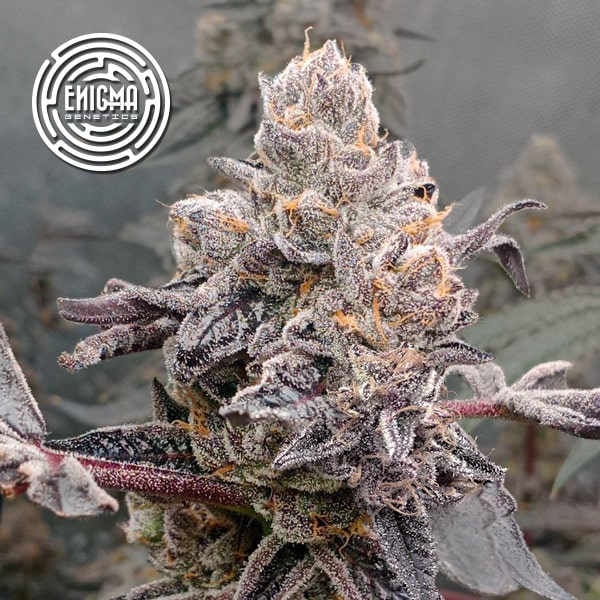 Original Sunset Sherbet