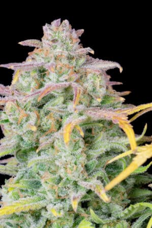 Original Trainwreck Auto