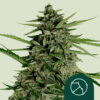 Orion F1 Auto