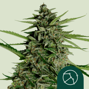Orion F1 Auto