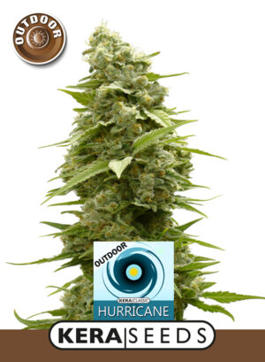 Outdoor Hurricane