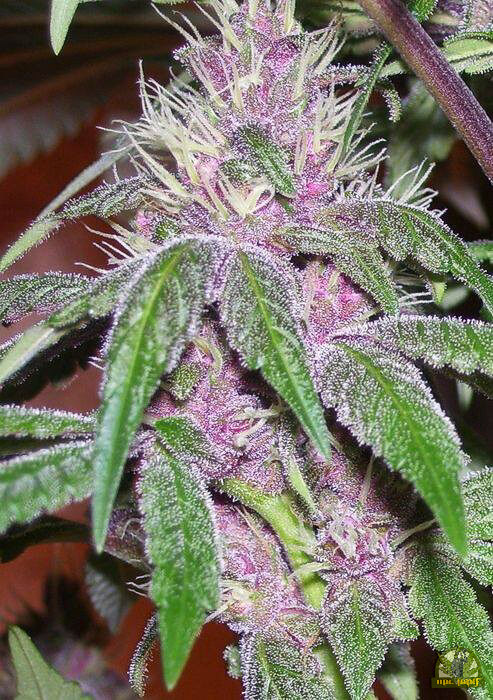 Pakistan Chitral Kush Reg.