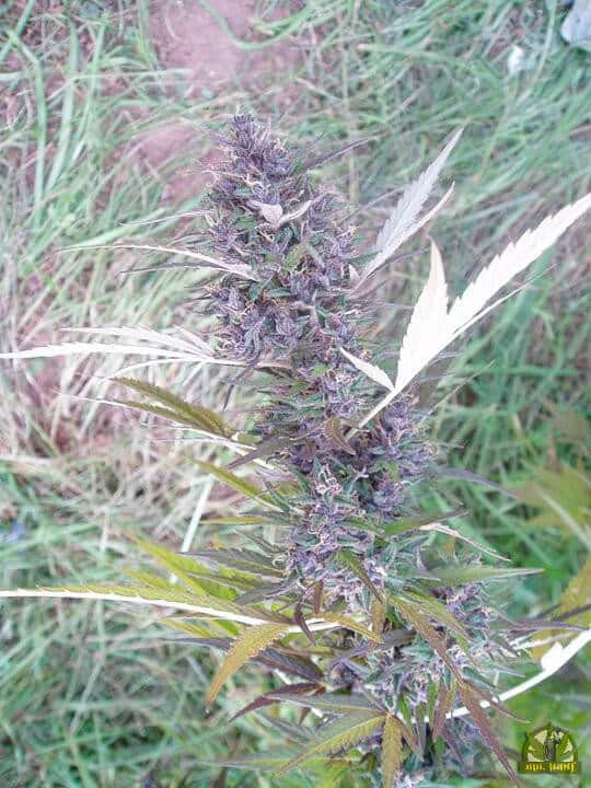 Panama Reg. (ACE Seeds)