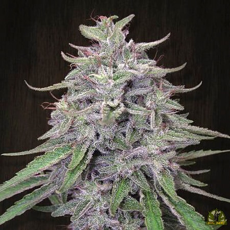 Panama x Bangi Haze