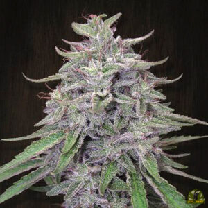 Panama x Bangi Haze