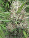 Panama x Bangi Haze Reg.