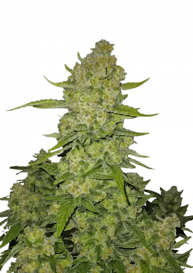 Papaya Cookies Auto
