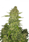 Papaya Cookies Auto