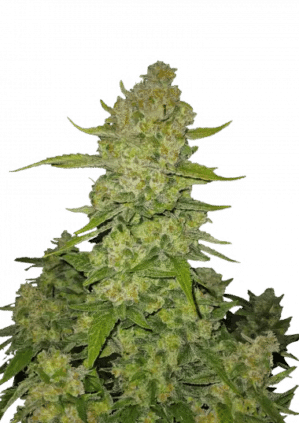 Papaya Cookies Auto