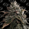 Papaya Stank