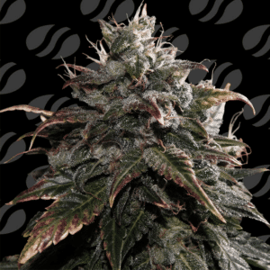 Papaya Stank