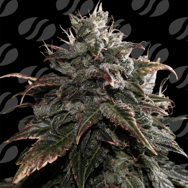 Papaya Stank