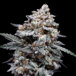 Patrick Swayze Auto (DNA Genetics Seeds)