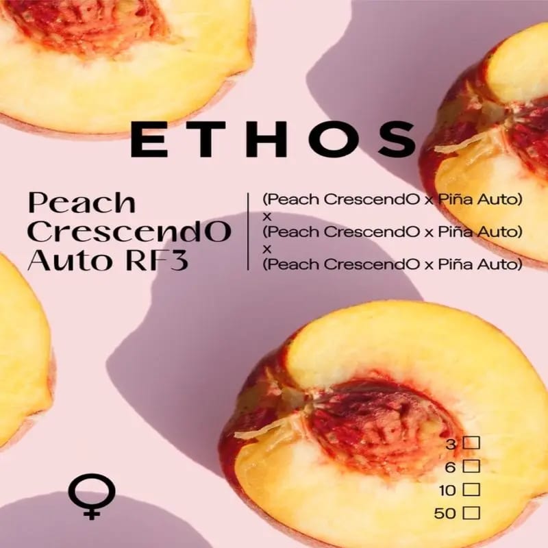 Peach Crescendo RF3 Auto