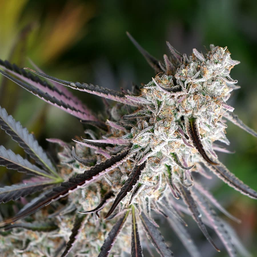 Peanut Butter Breath FAST
