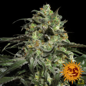 Peyote Cookies