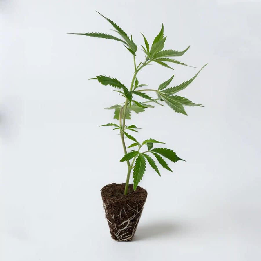 Peyote Cookies Steckling
