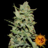 Peyote Critical