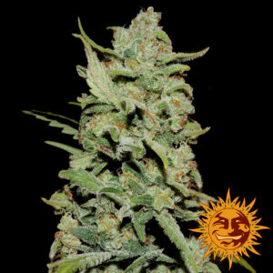 Peyote Critical