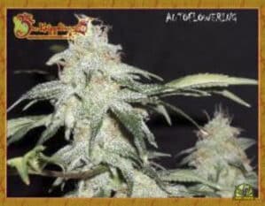 Pickled Diesel Auto