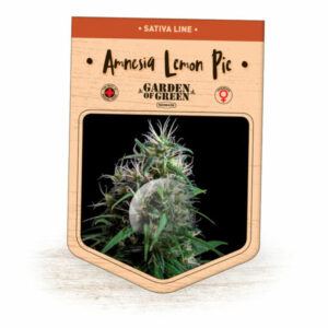 Pineapple Amnesia