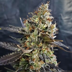 Pineapple Cookies Auto