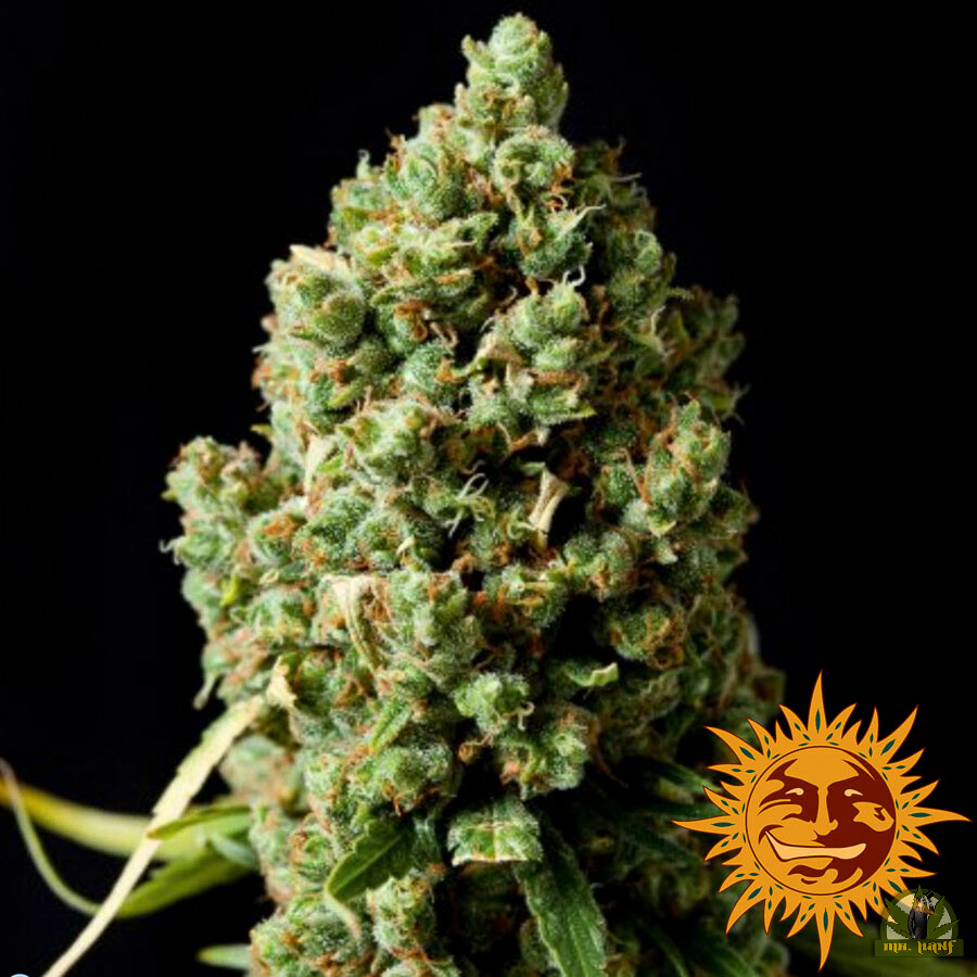 Pineapple Express Auto