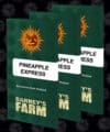 Pineapple Express (Barney´s Farm)