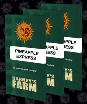 Pineapple Express (Barney´s Farm)