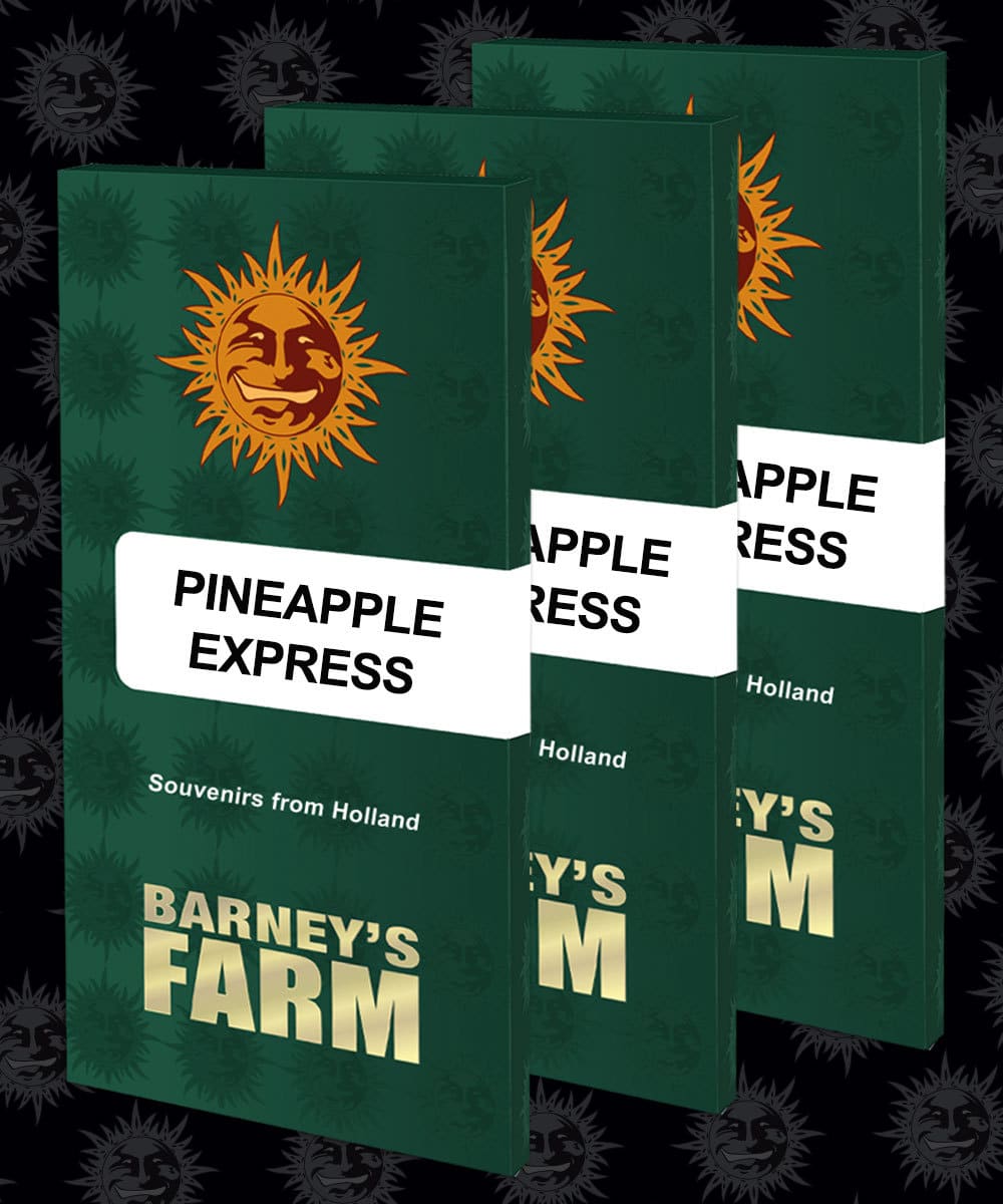 Pineapple Express (Barney´s Farm)