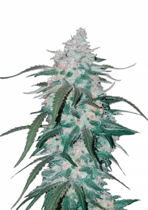 Pineapple Express (FastBuds)