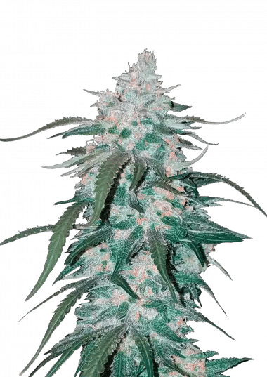 Pineapple Express (FastBuds)