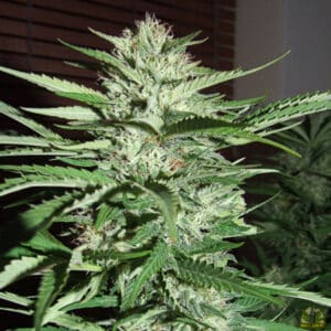 Pineapple Express (G13 Labs)