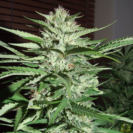 Pineapple Express (G13 Labs)