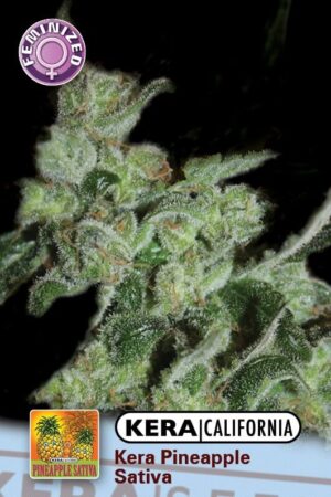 Pineapple Sativa