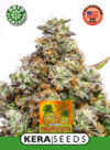 Pineapple Sativa Auto