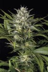 Pineapple Skunk (HSO)
