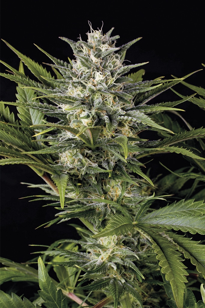 Pineapple Skunk (HSO)