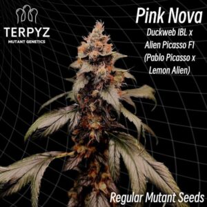 Pink Nova Reg.