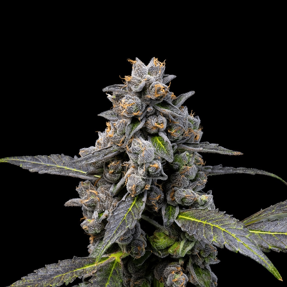 Pink Passion Fruit