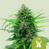 Pink Runtz Auto (Royal Queen Seeds)