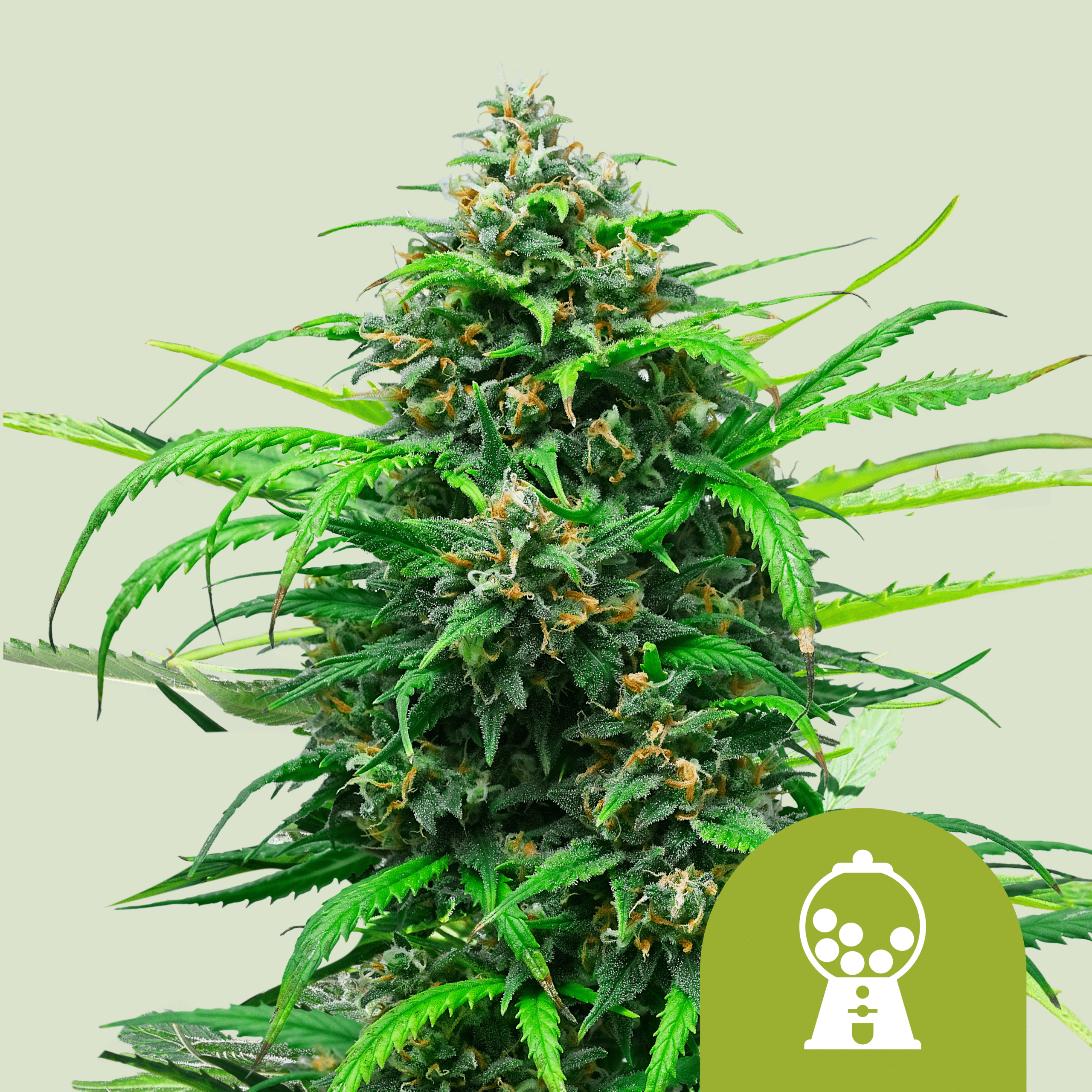 Pink Runtz Auto (Royal Queen Seeds)