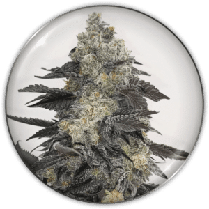 Pink Sherbert