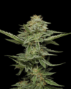 Pistachio (Humboldt Seeds Company)