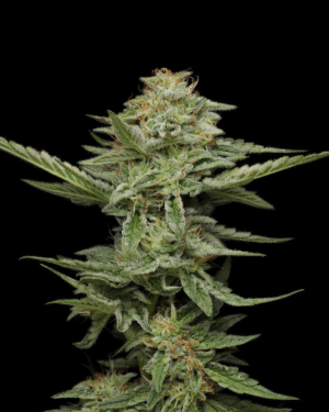Pistachio (Humboldt Seeds Company)