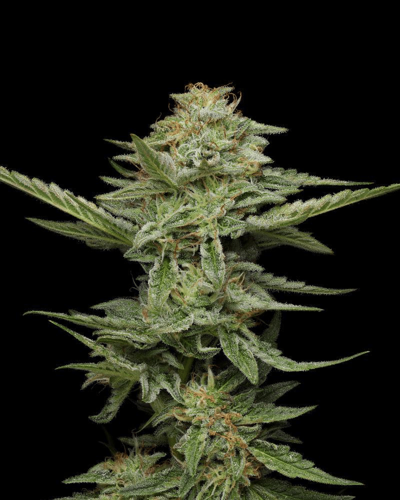 Pistachio (Humboldt Seeds Company)