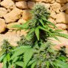 Pixie Punch Auto