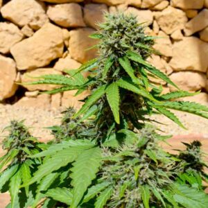 Pixie Punch Auto