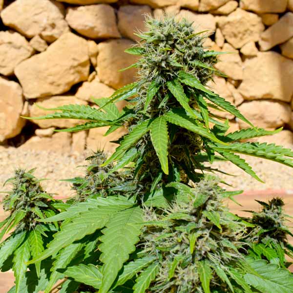 Pixie Punch Auto