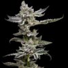 Platinum Affie 78 Reg.